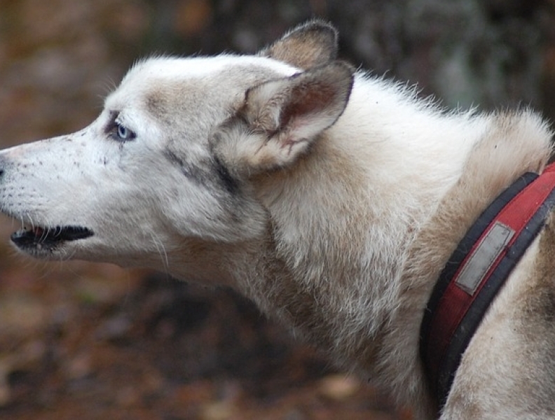 Aggressionsverhalten bei Hunden hundedorado.de